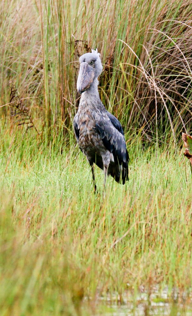 Shoebill