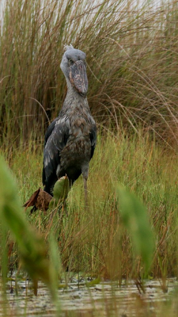 Shoebill