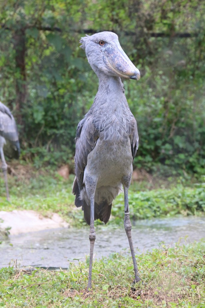 Shoebill