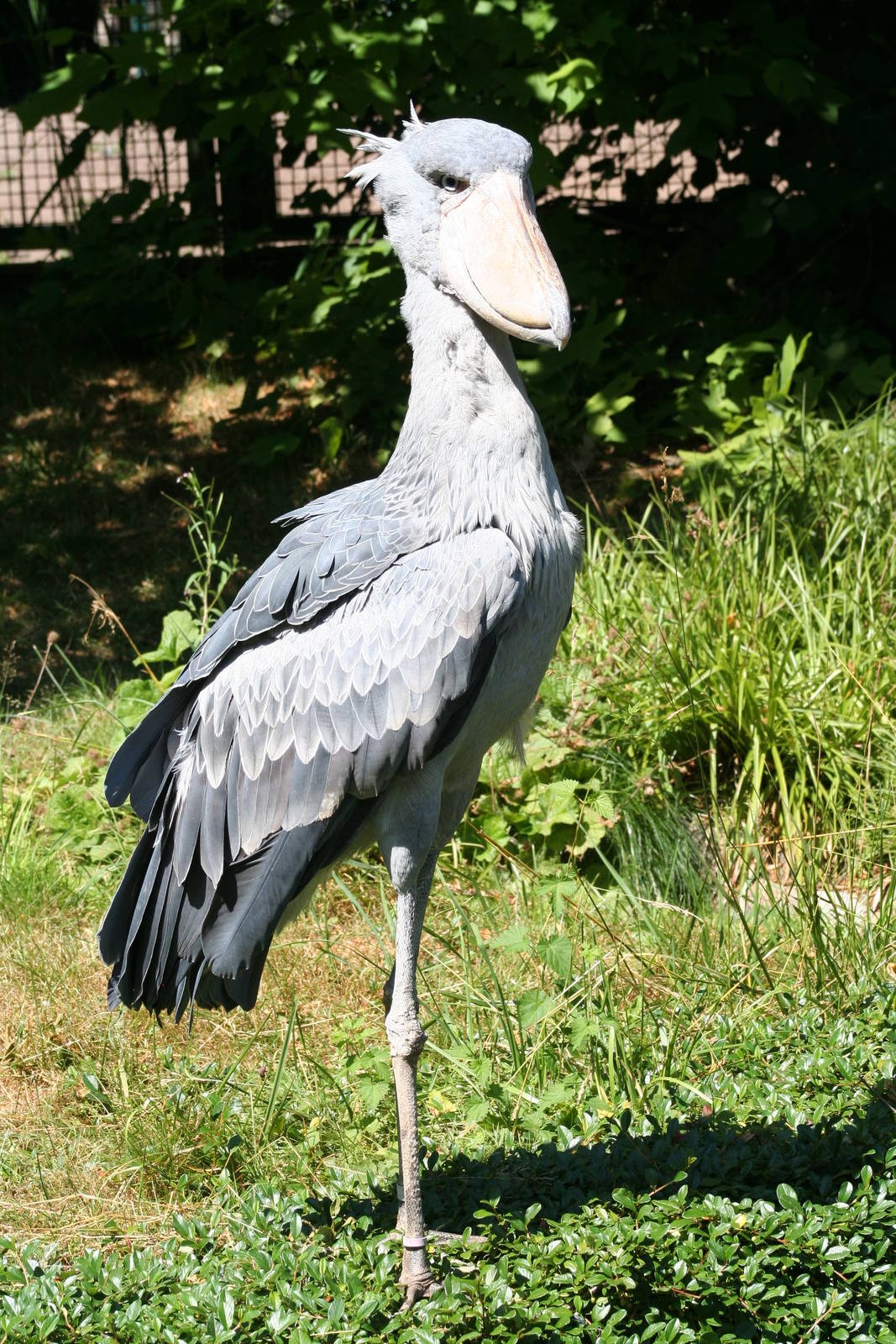 Shoebill