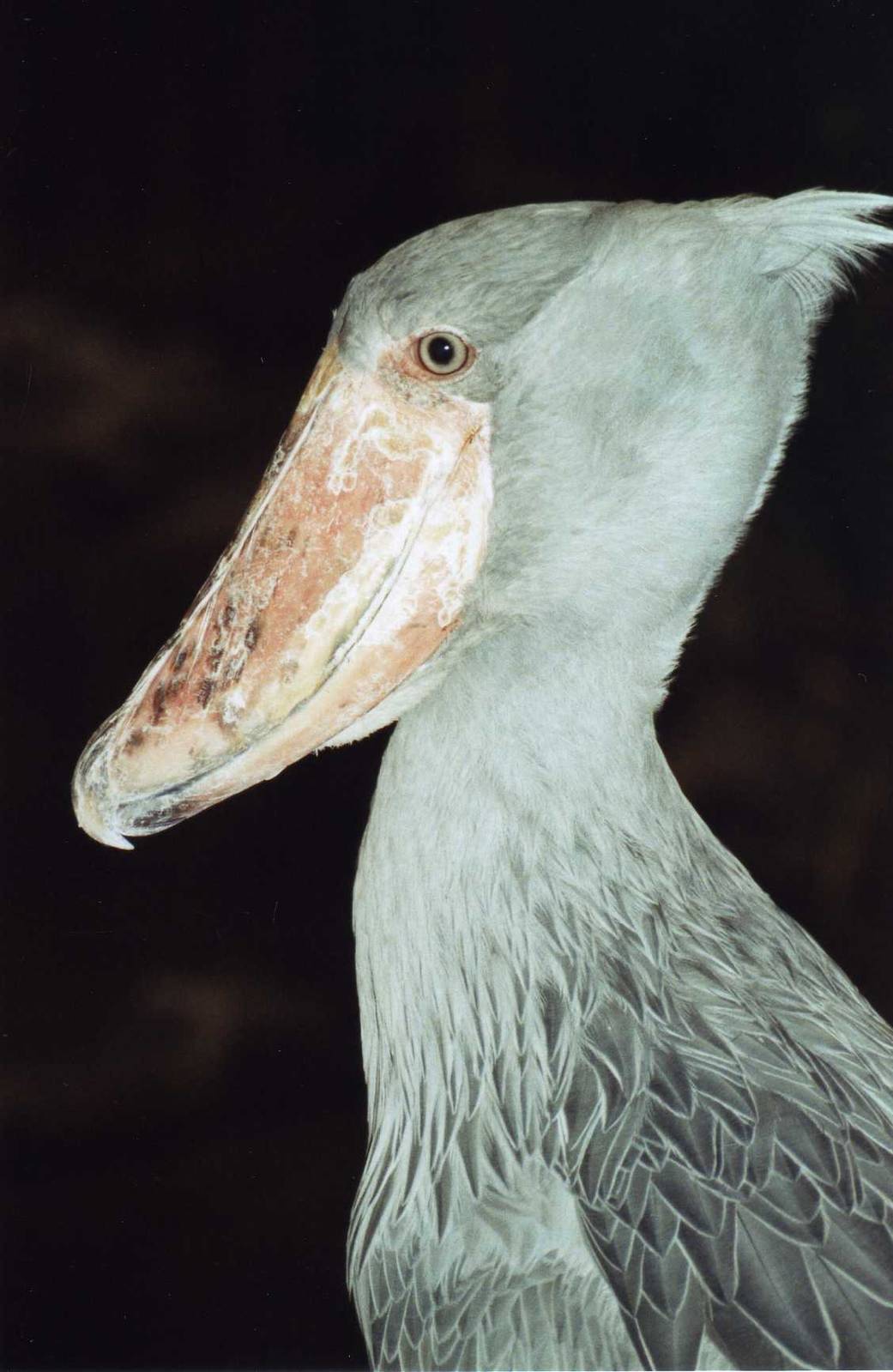 Shoebill