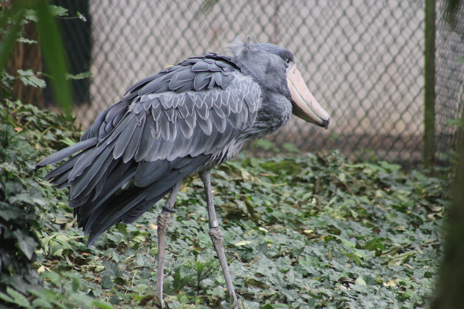 Shoebill