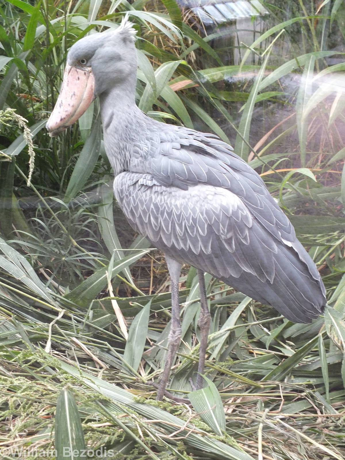 Shoebill