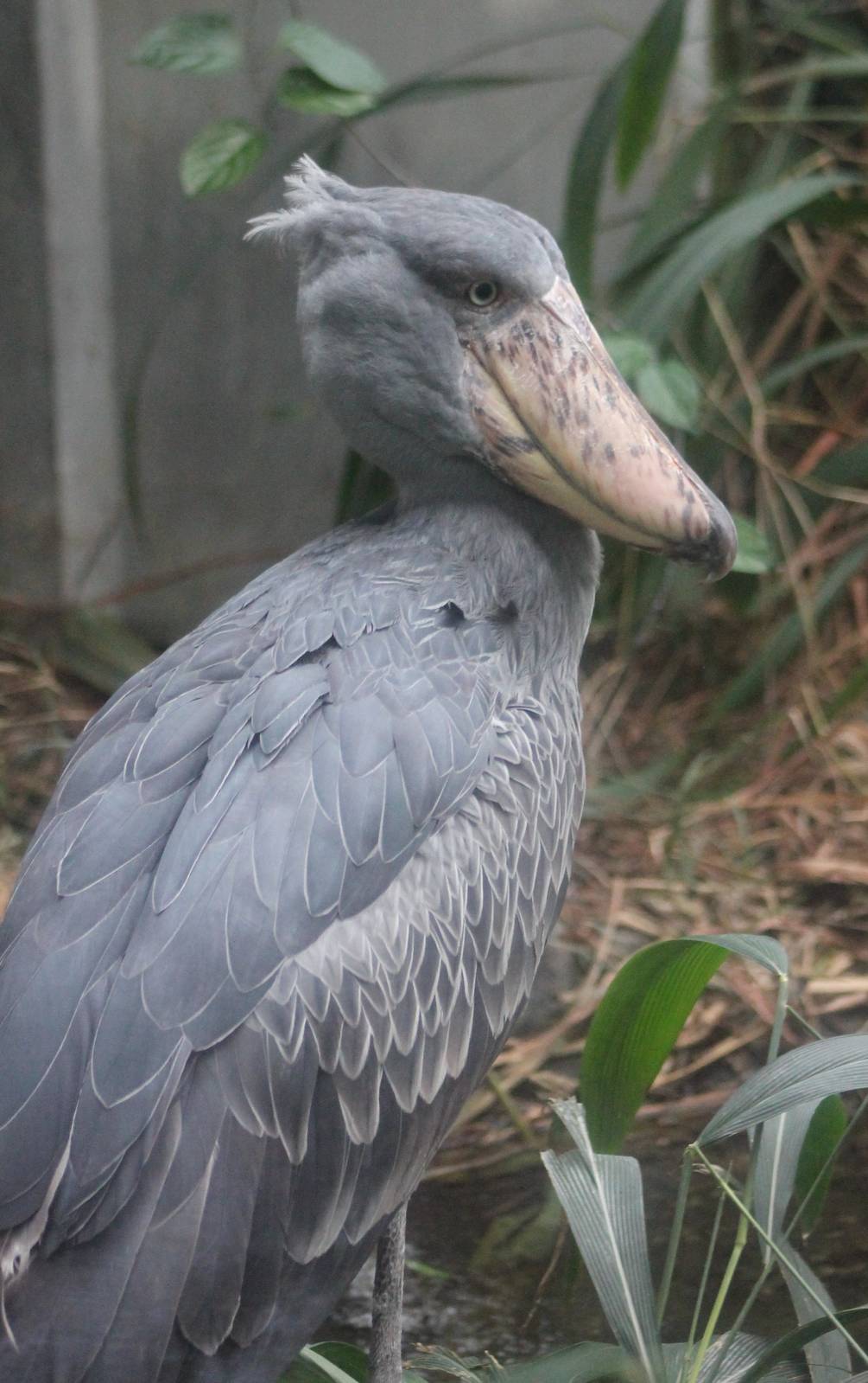 Shoebill