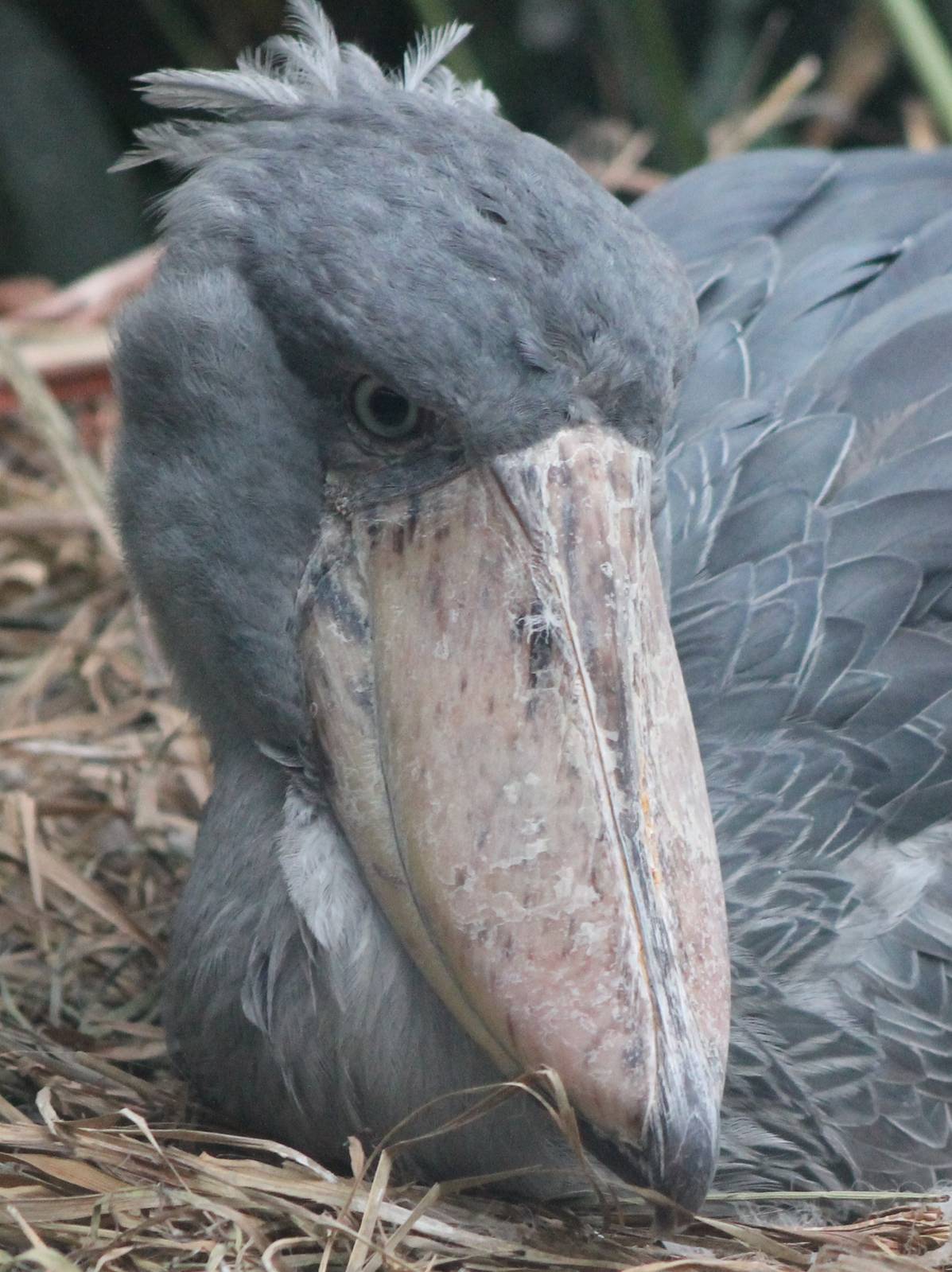 Shoebill