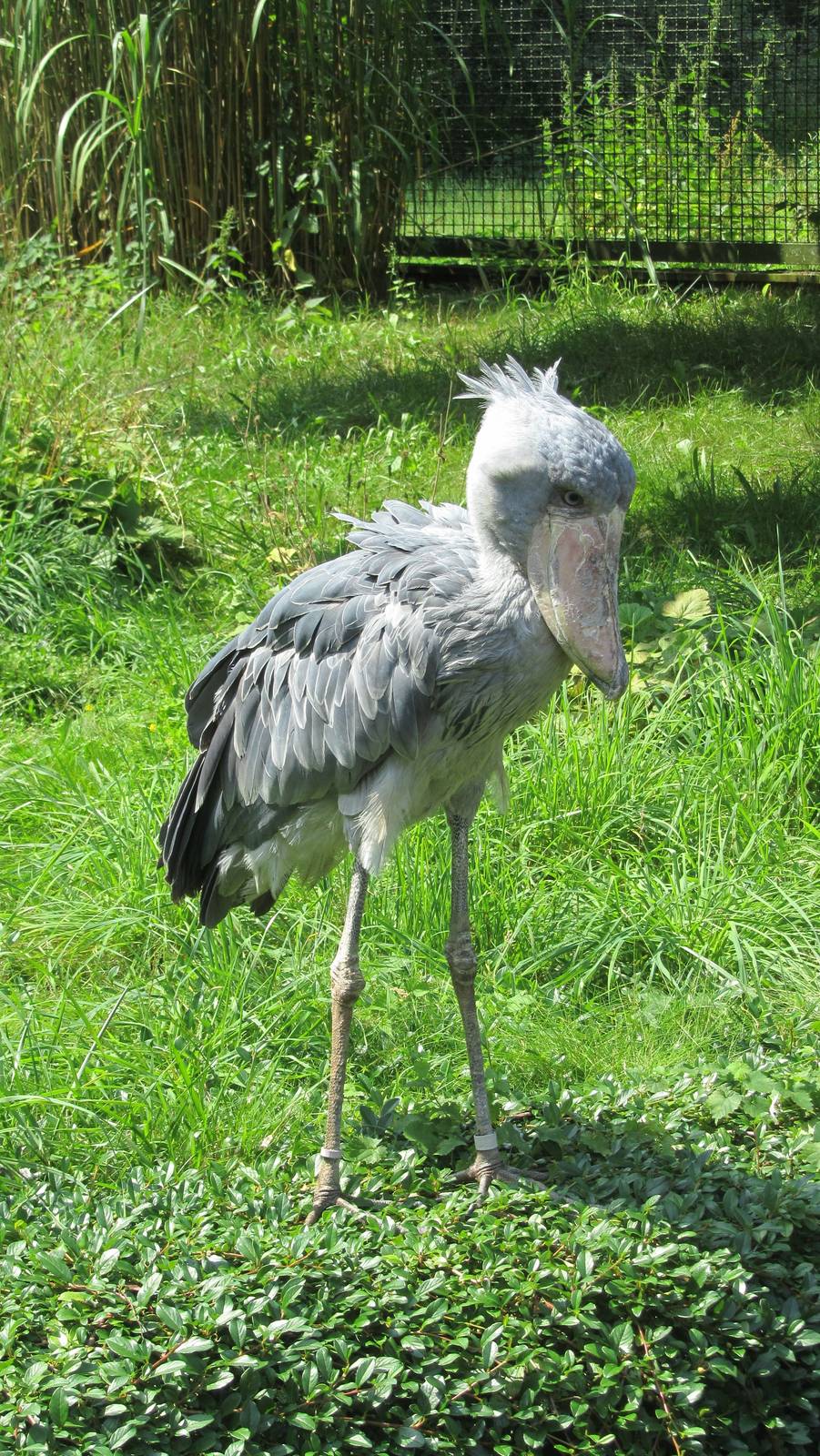 Shoebill