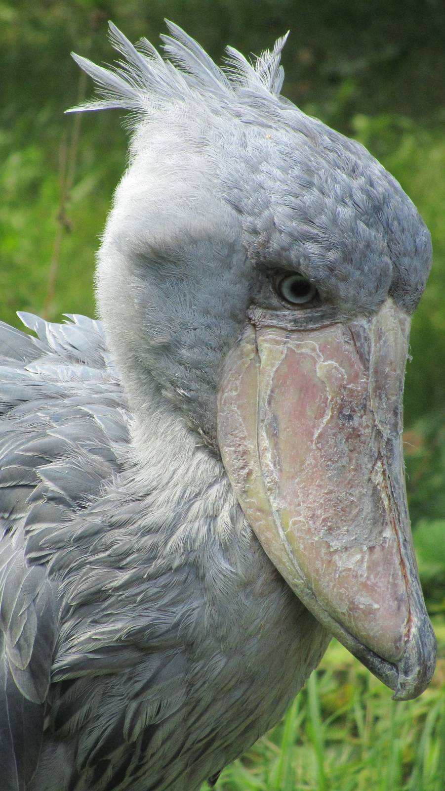 Shoebill