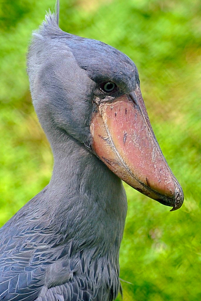Shoebill