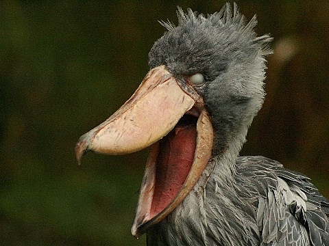 Shoebill