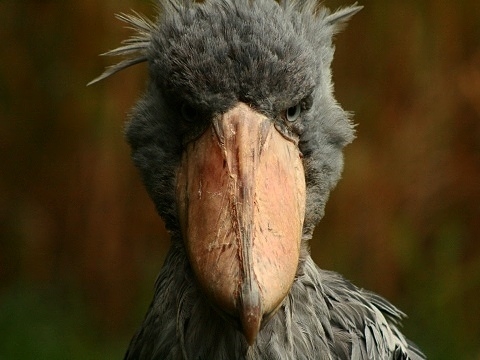 Shoebill