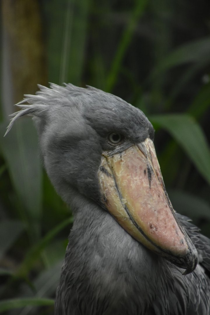 Shoebill