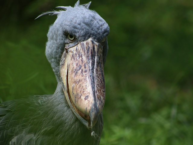 Shoebill