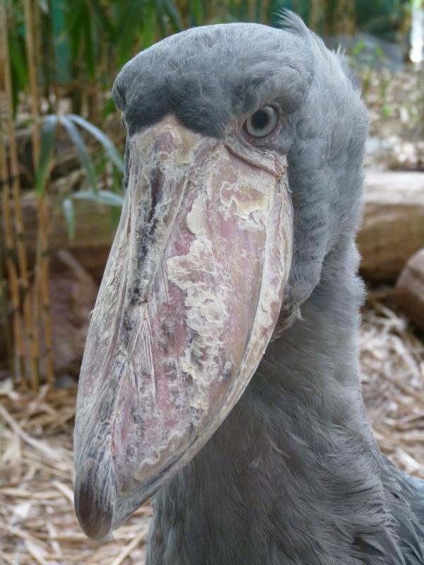 Shoebill