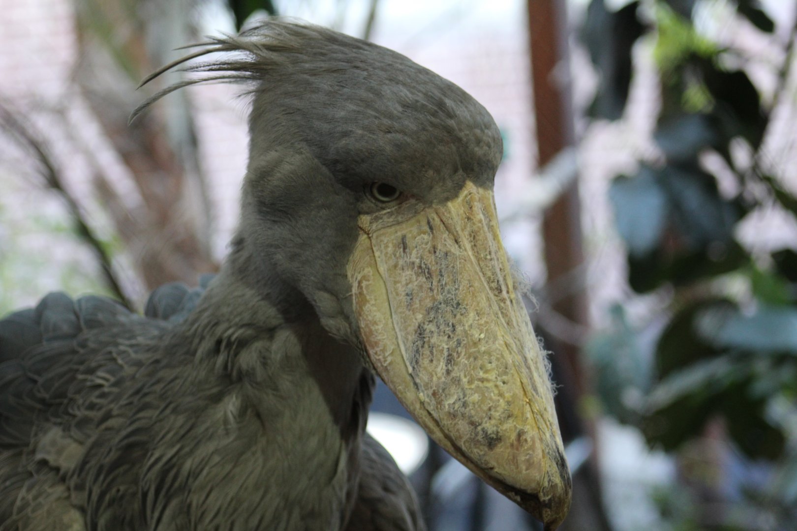 Shoebill