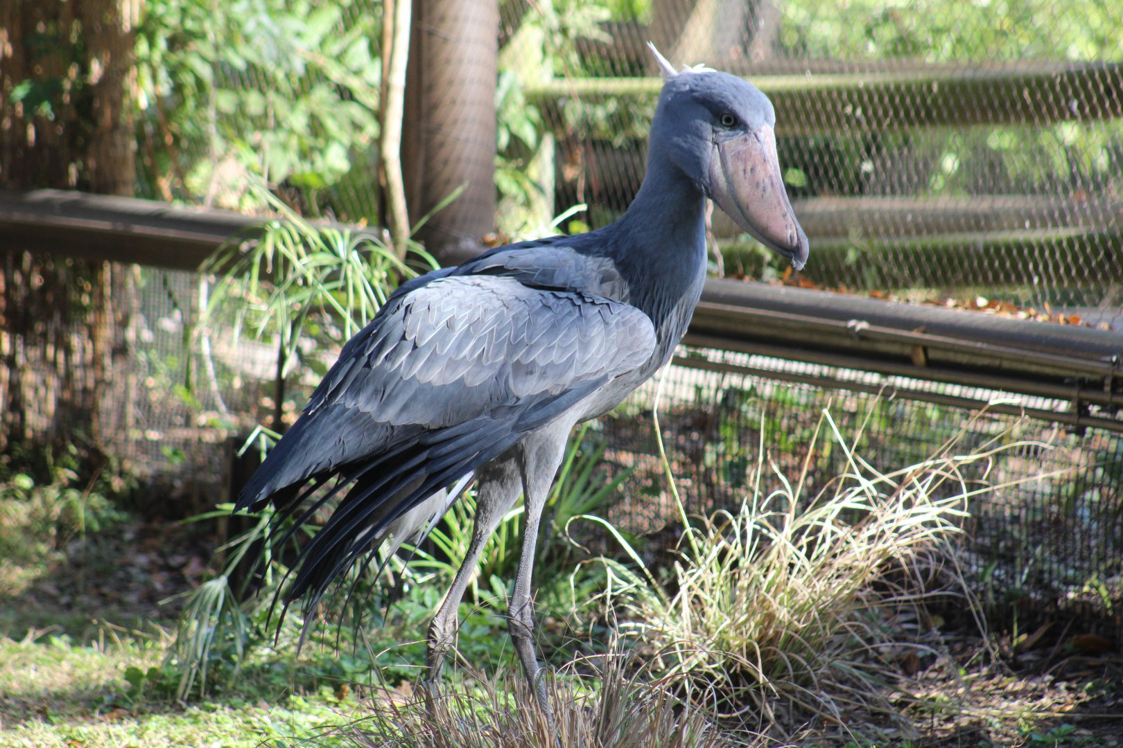 Shoebill