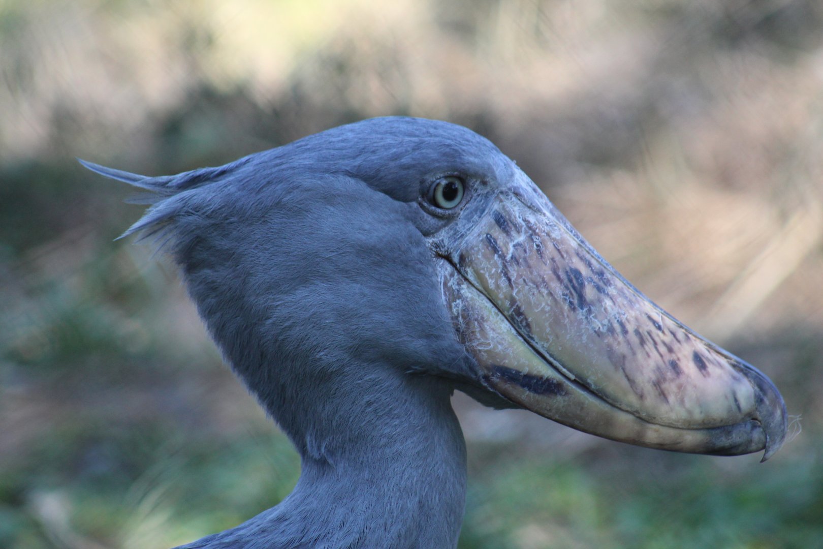 Shoebill