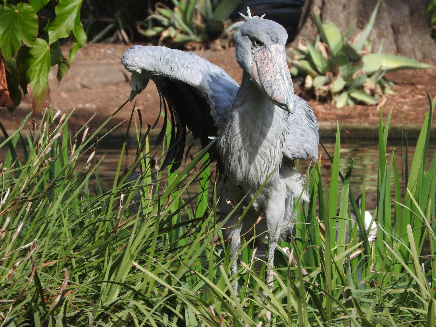 Shoebill
