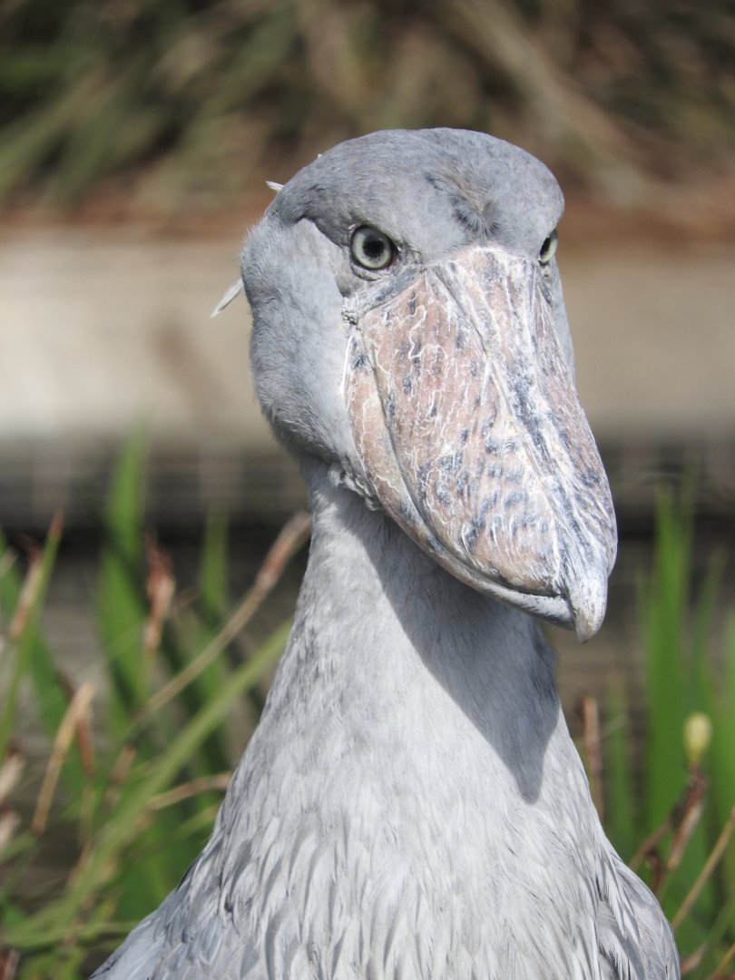 Shoebill