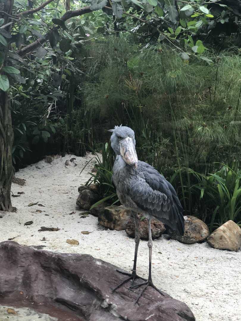 Shoebill