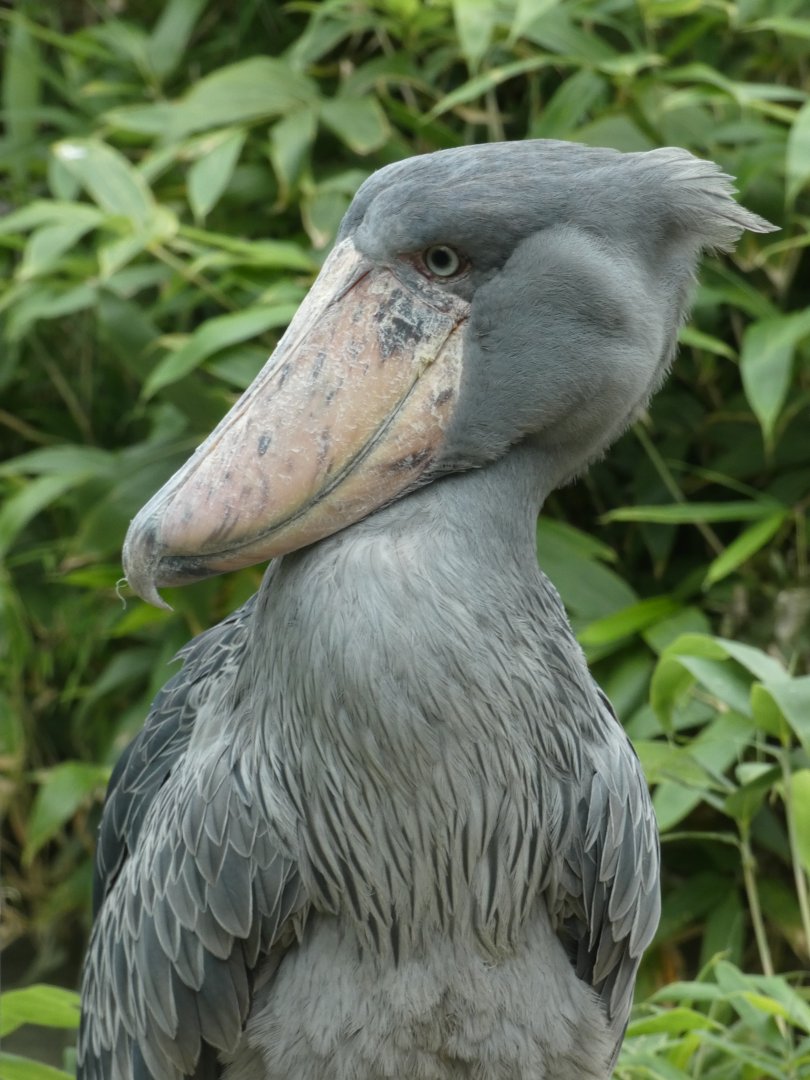 Shoebill