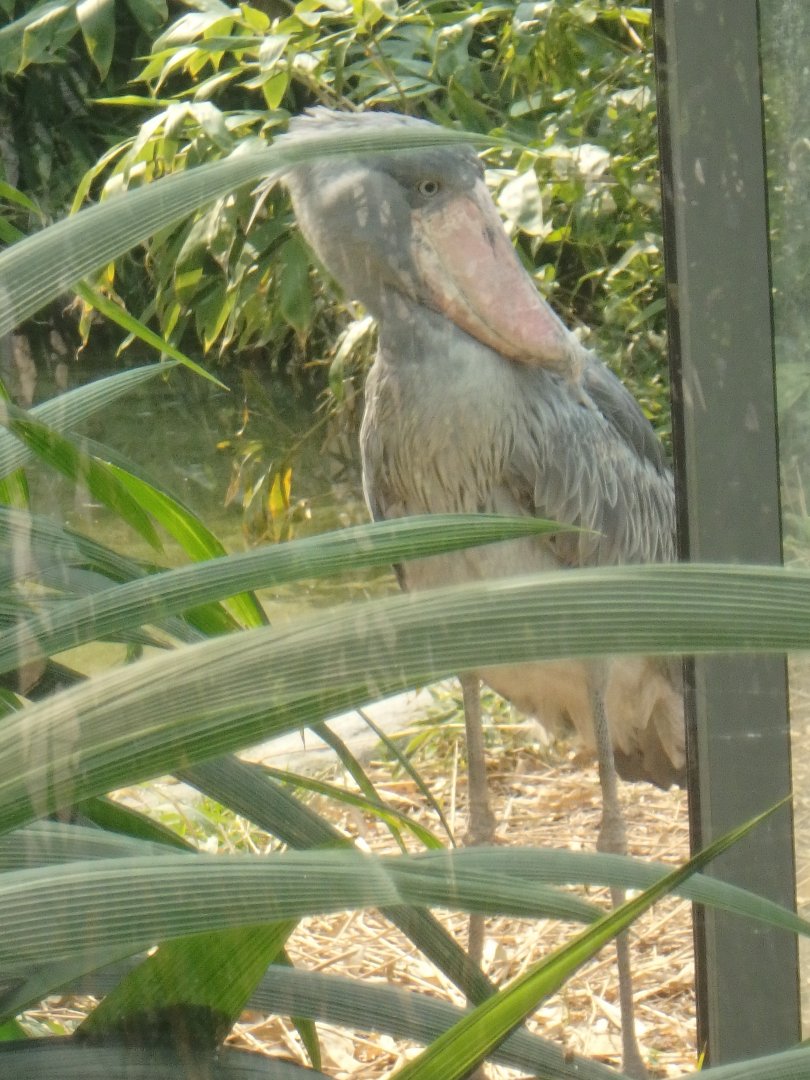 Shoebill