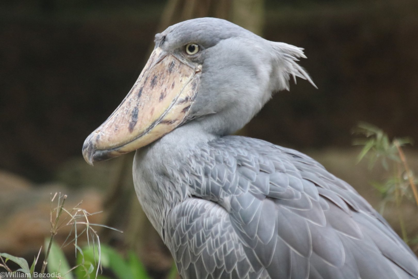 Shoebill