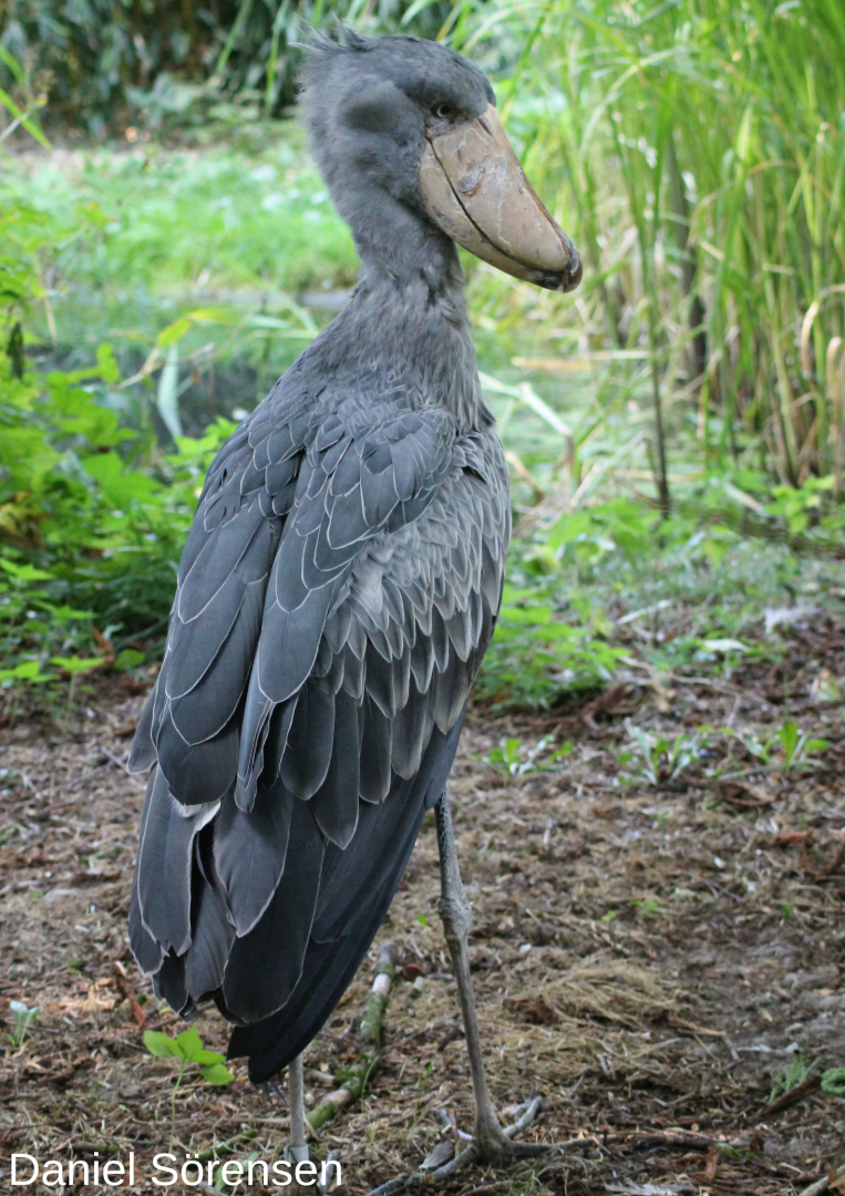 Shoebill