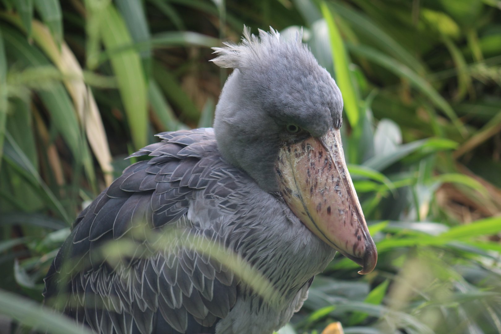 Shoebill