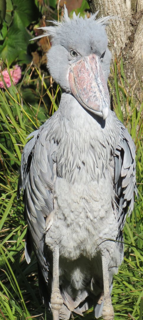 Shoebill