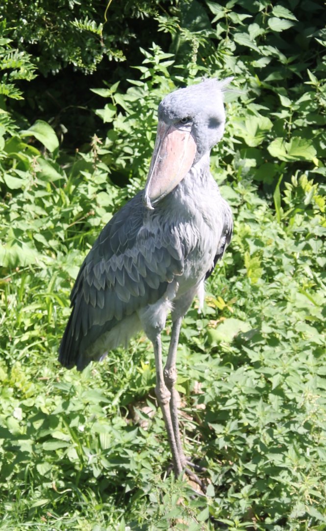 Shoebill