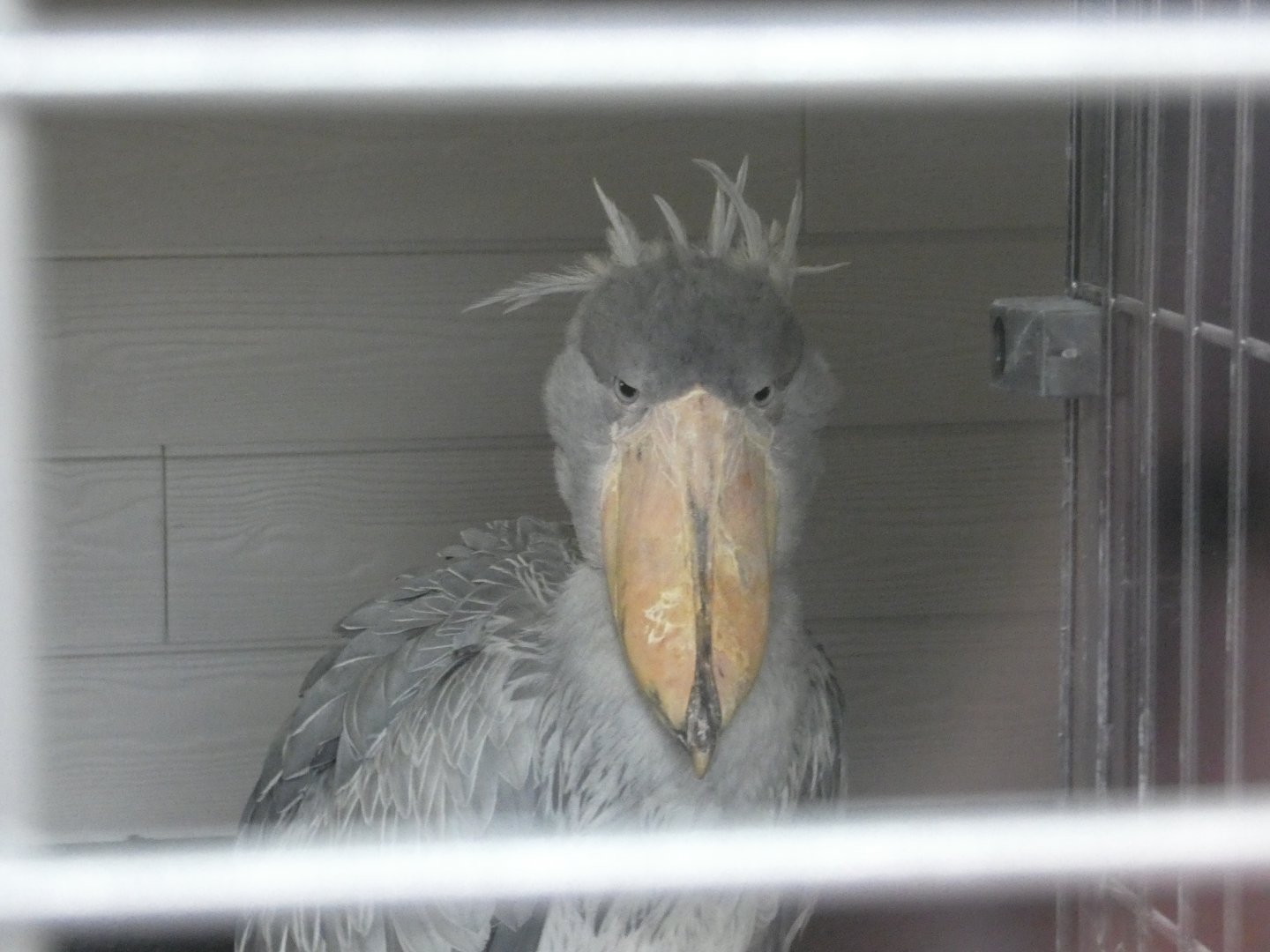 Shoebill