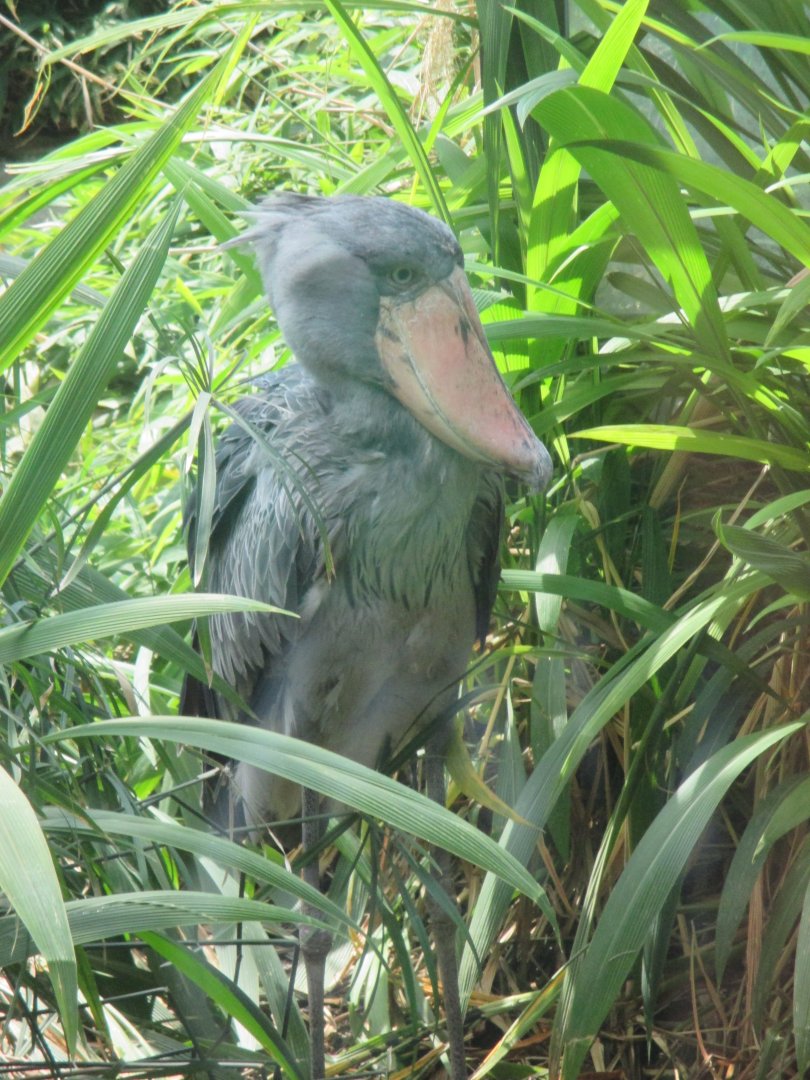 Shoebill