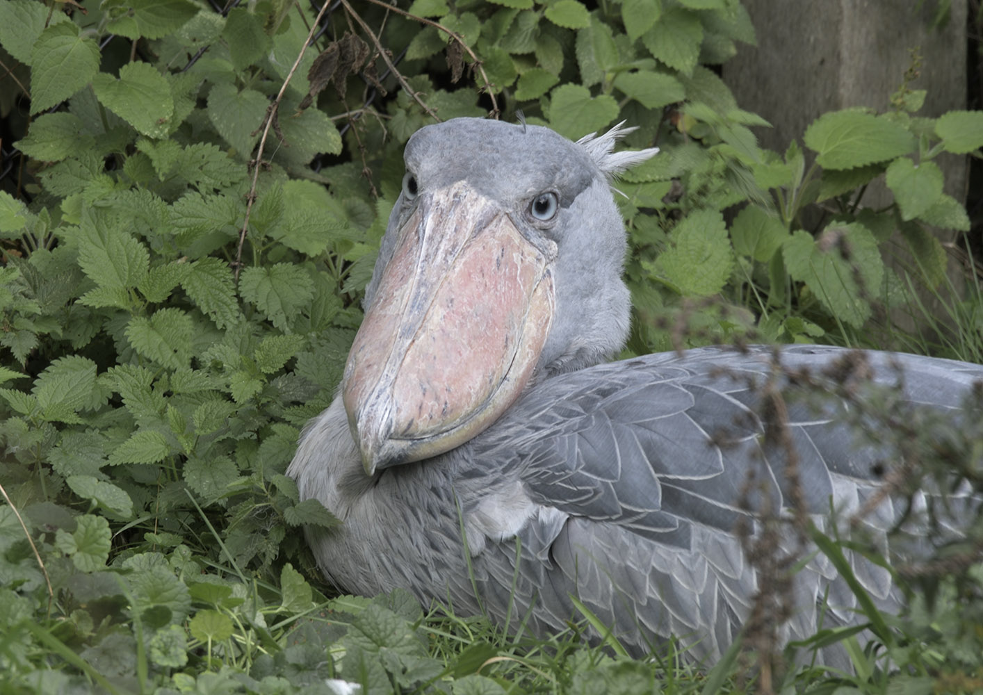 Shoebill