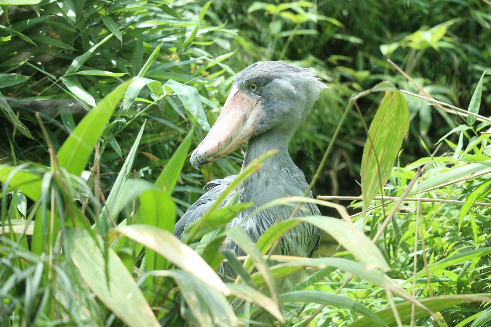 Shoebill