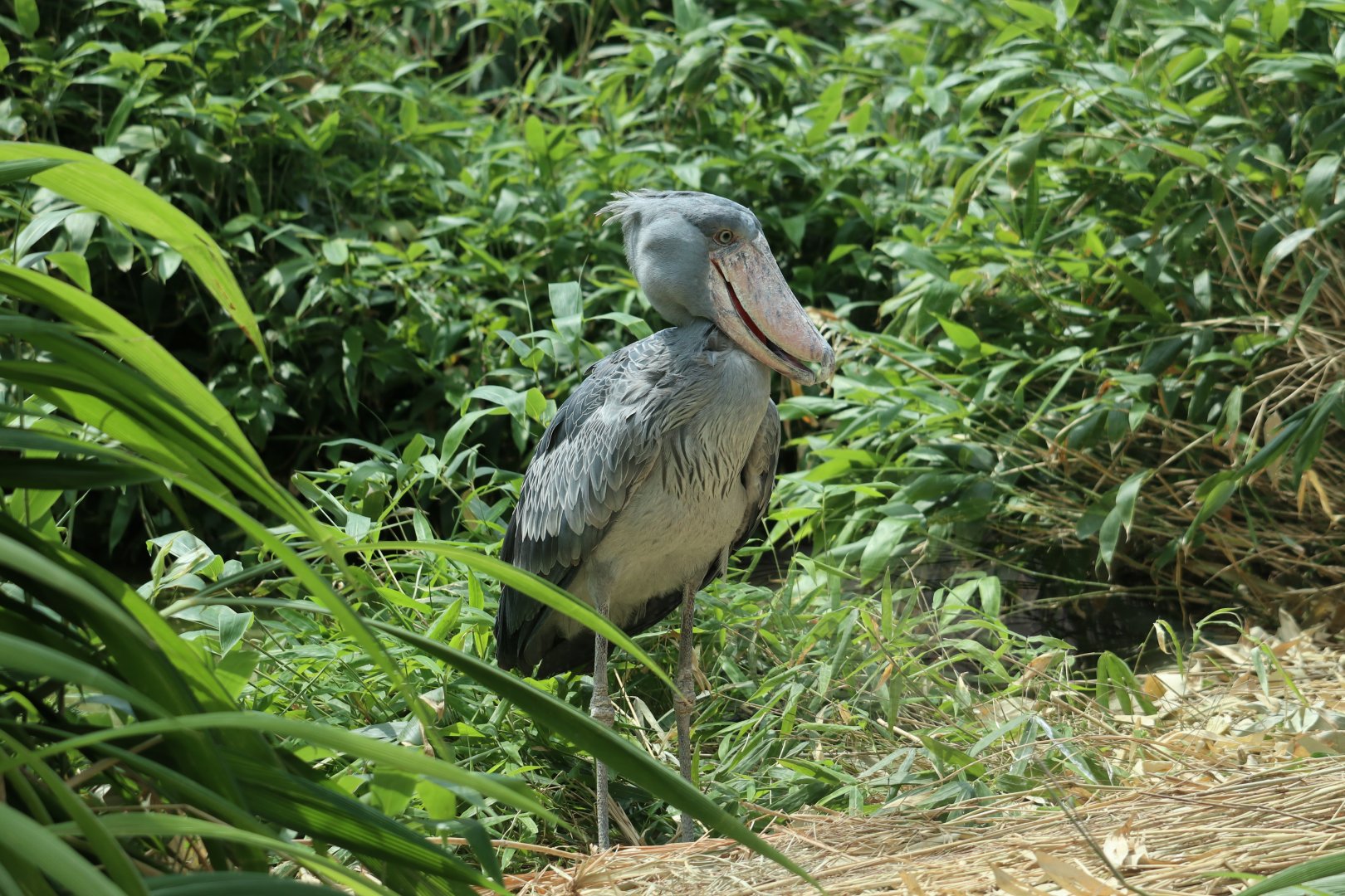 Shoebill