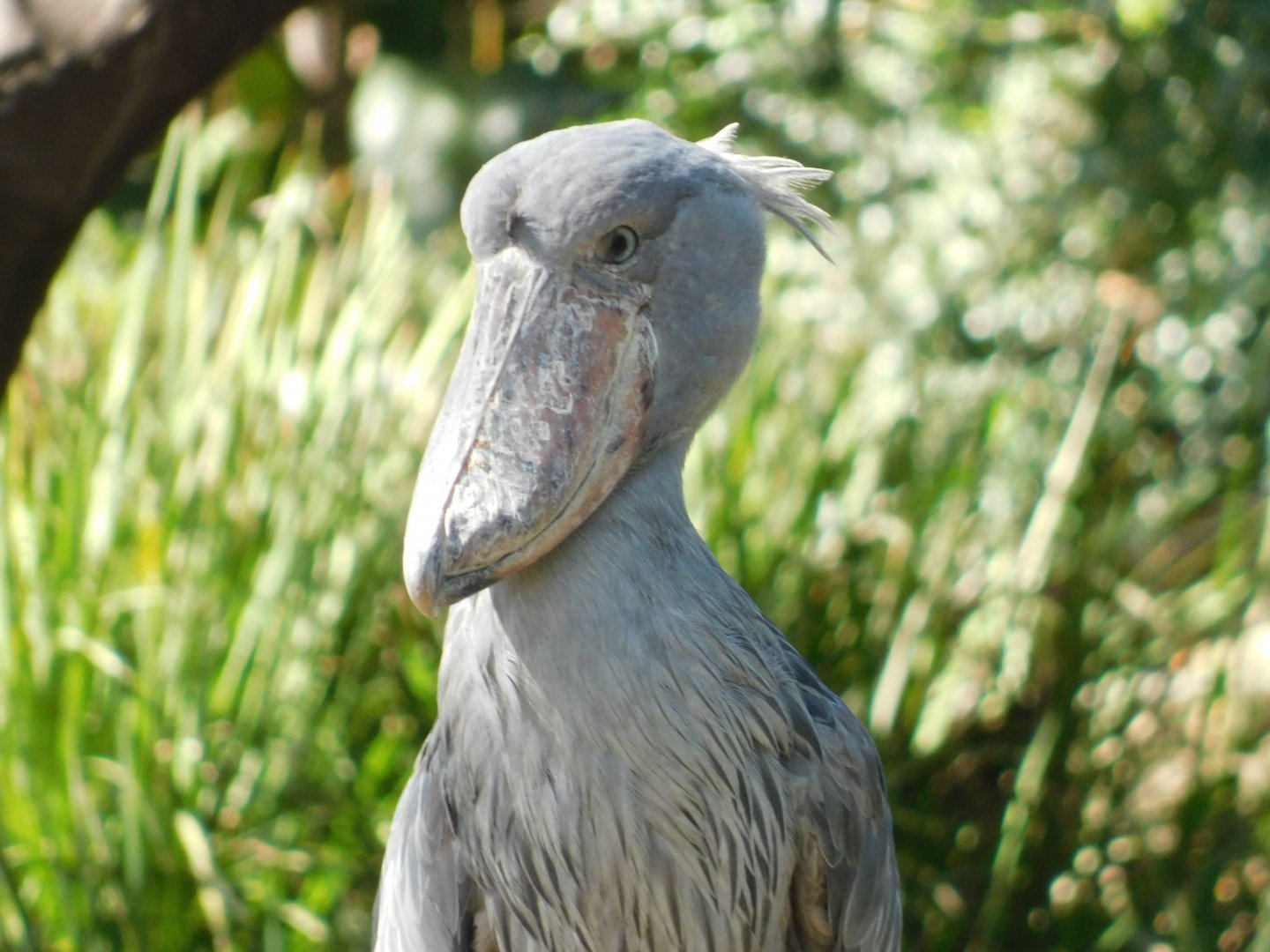 Shoebill