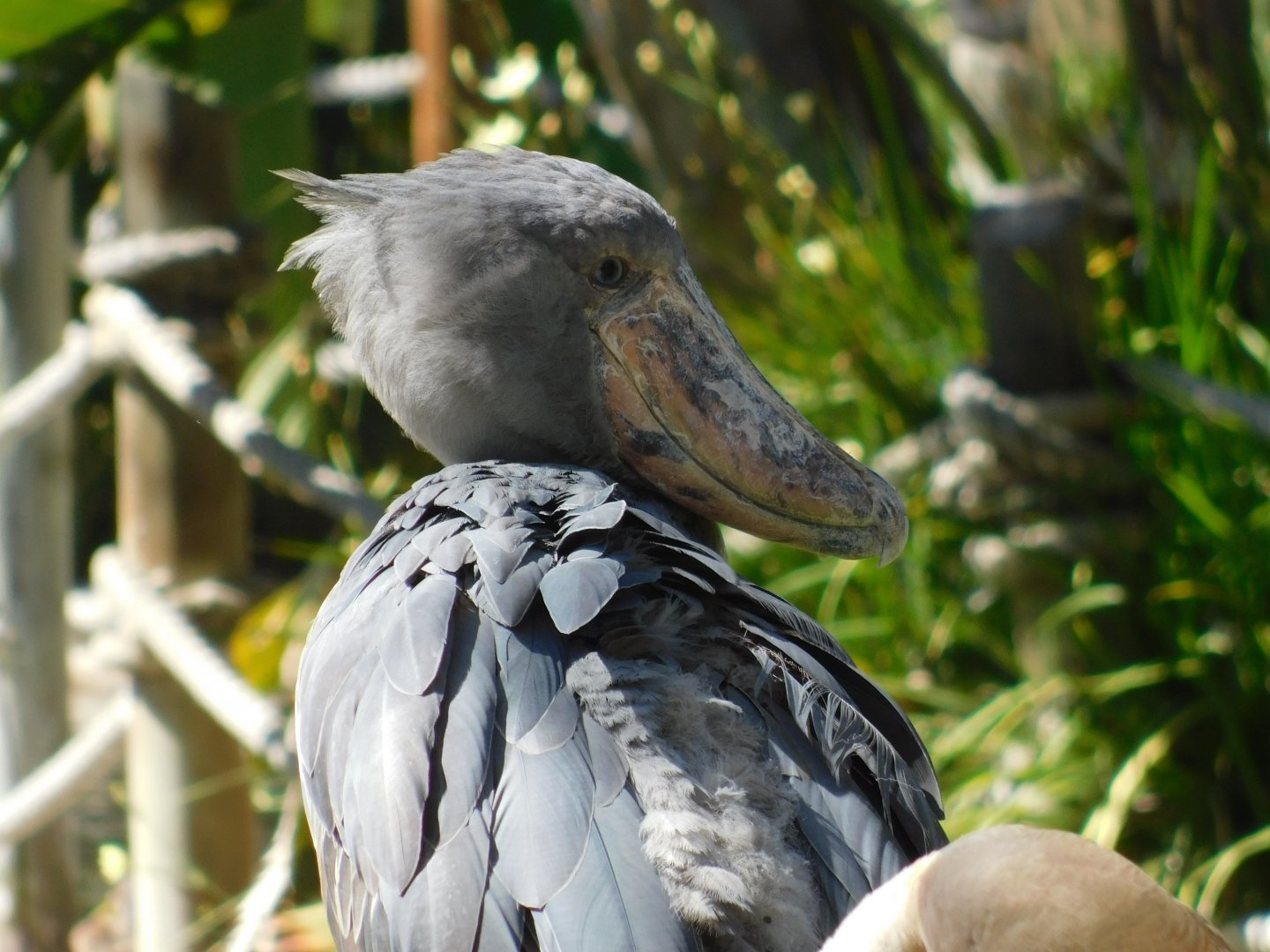 Shoebill