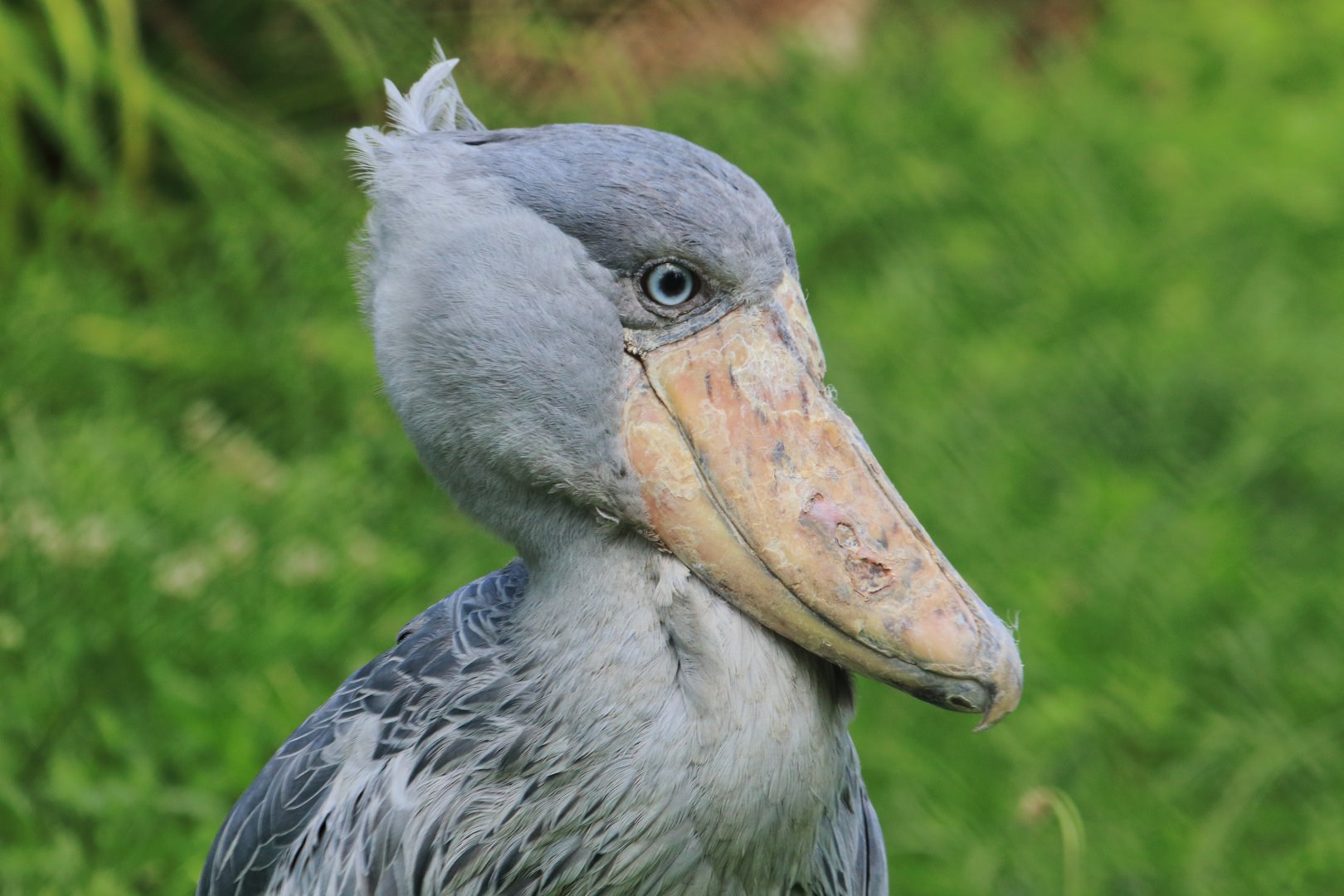Shoebill