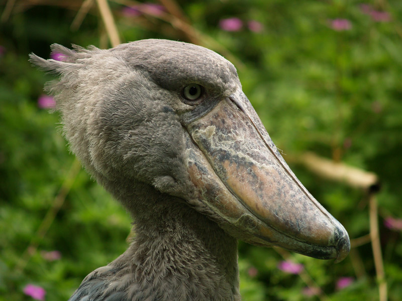 Shoebill