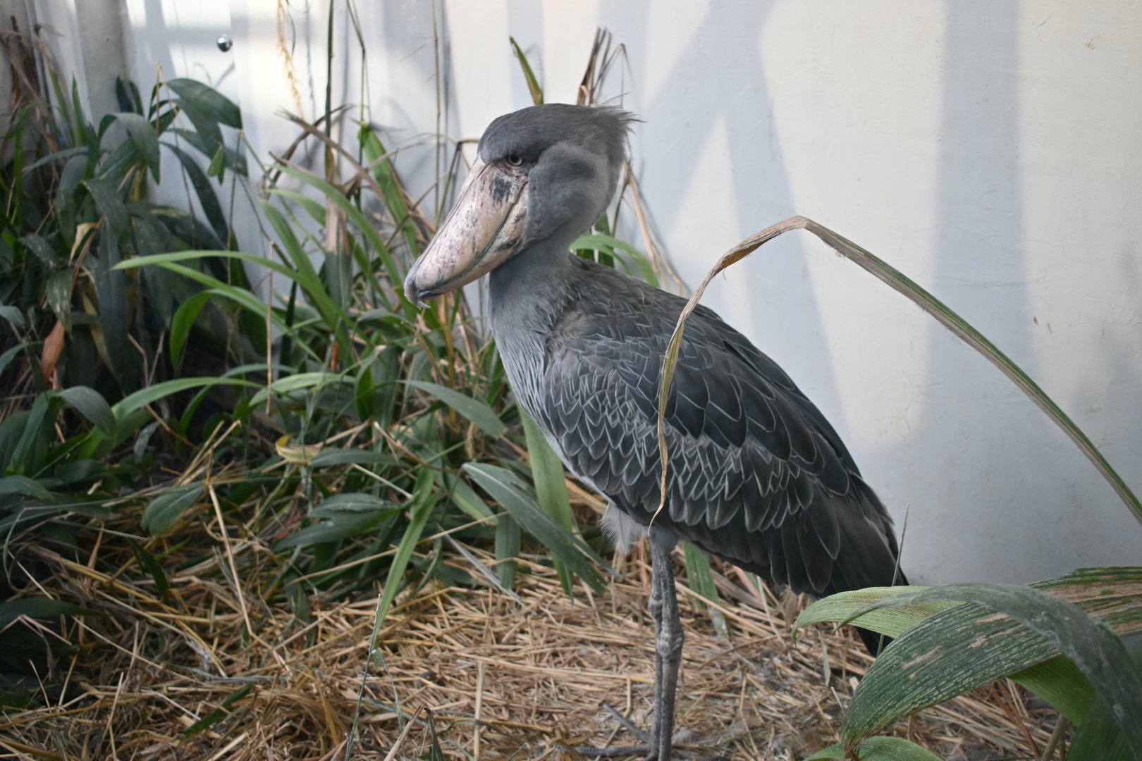 Shoebill
