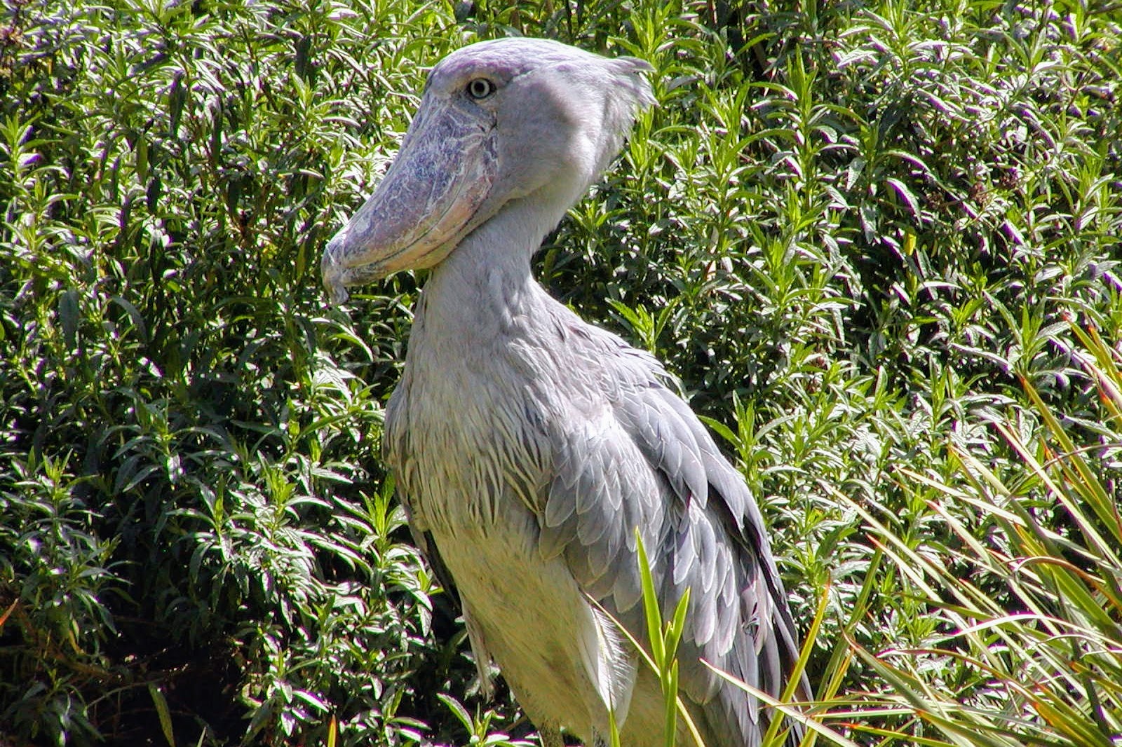 Shoebill