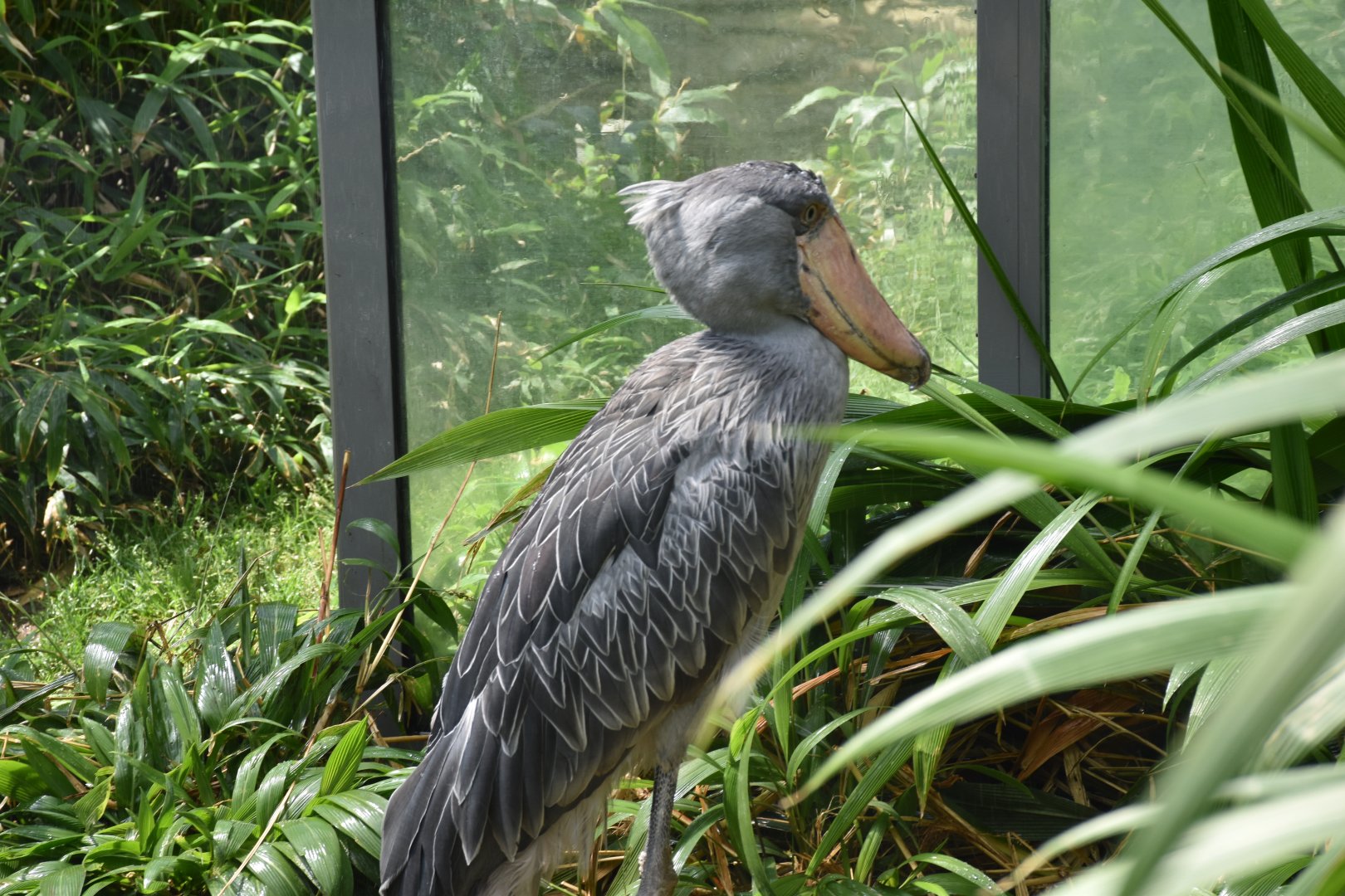 Shoebill