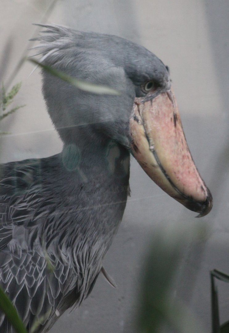 Shoebill