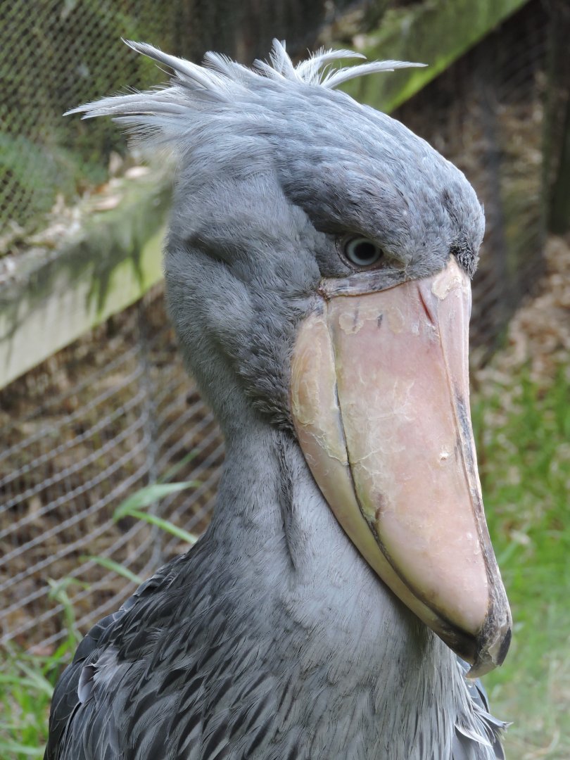 Shoebill