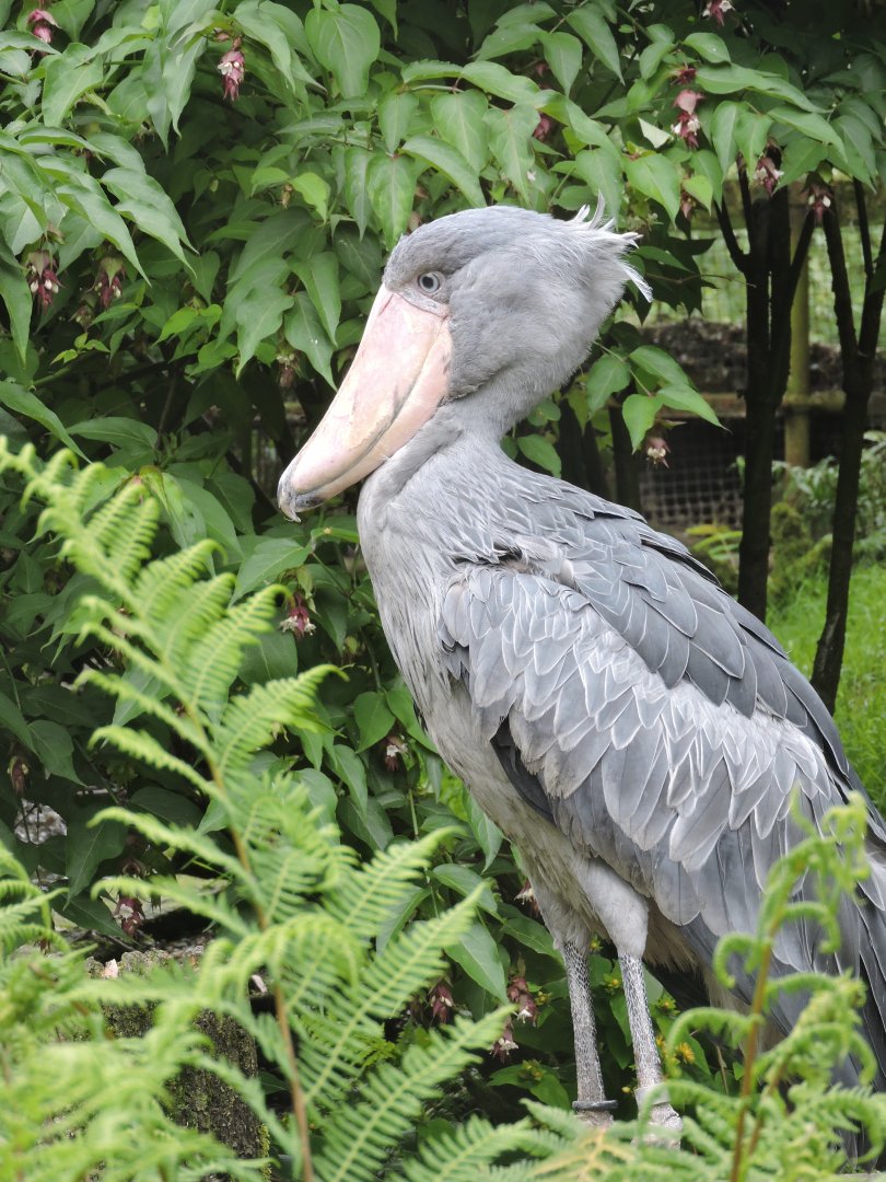 Shoebill