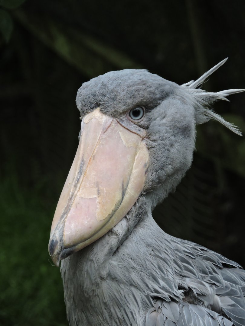 Shoebill