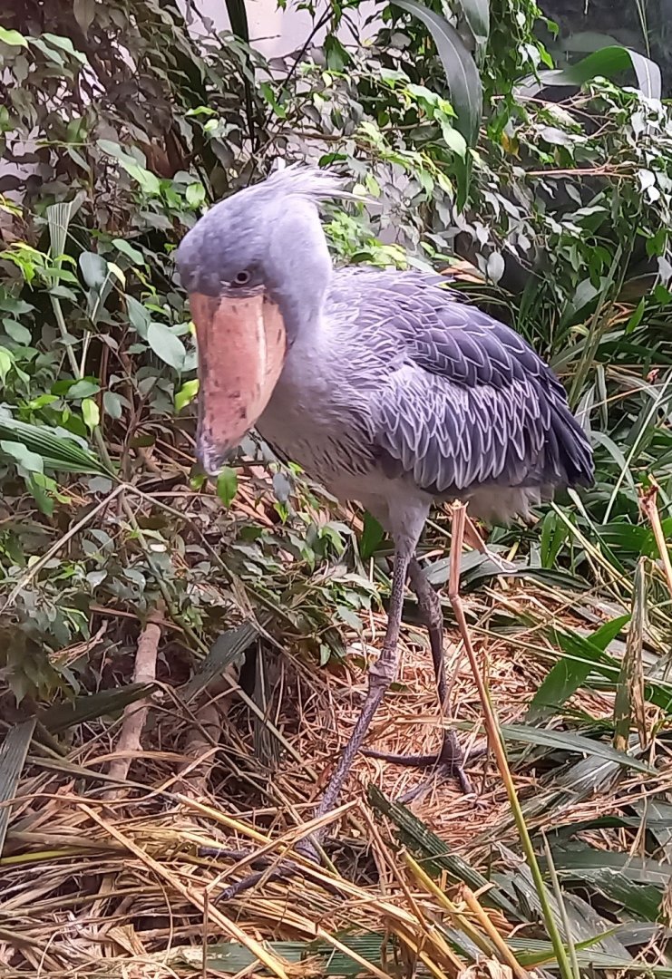 Shoebill