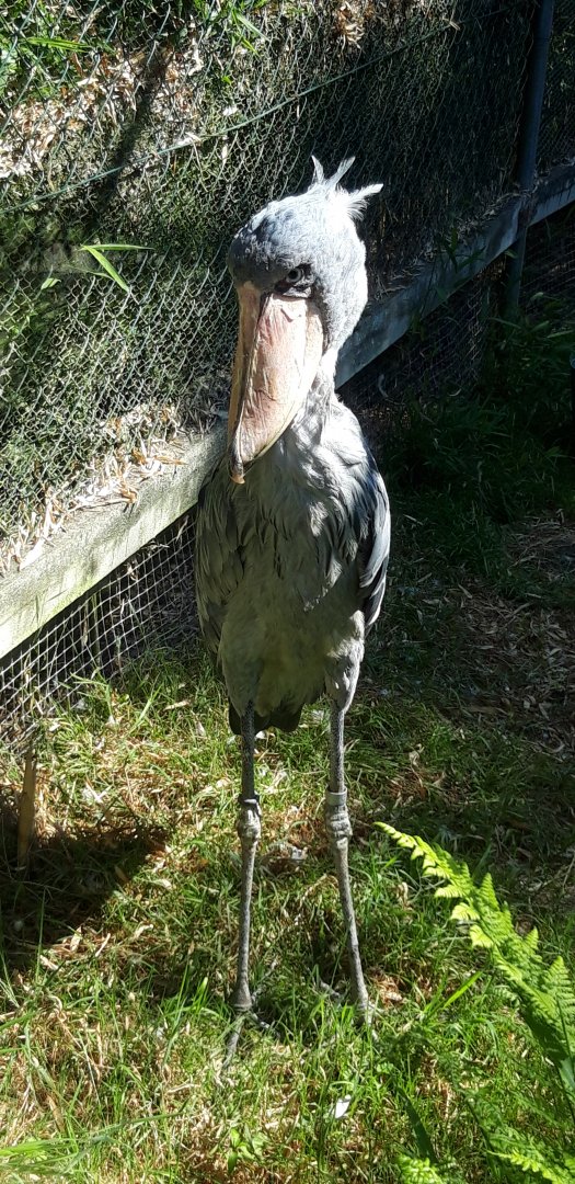 Shoebill