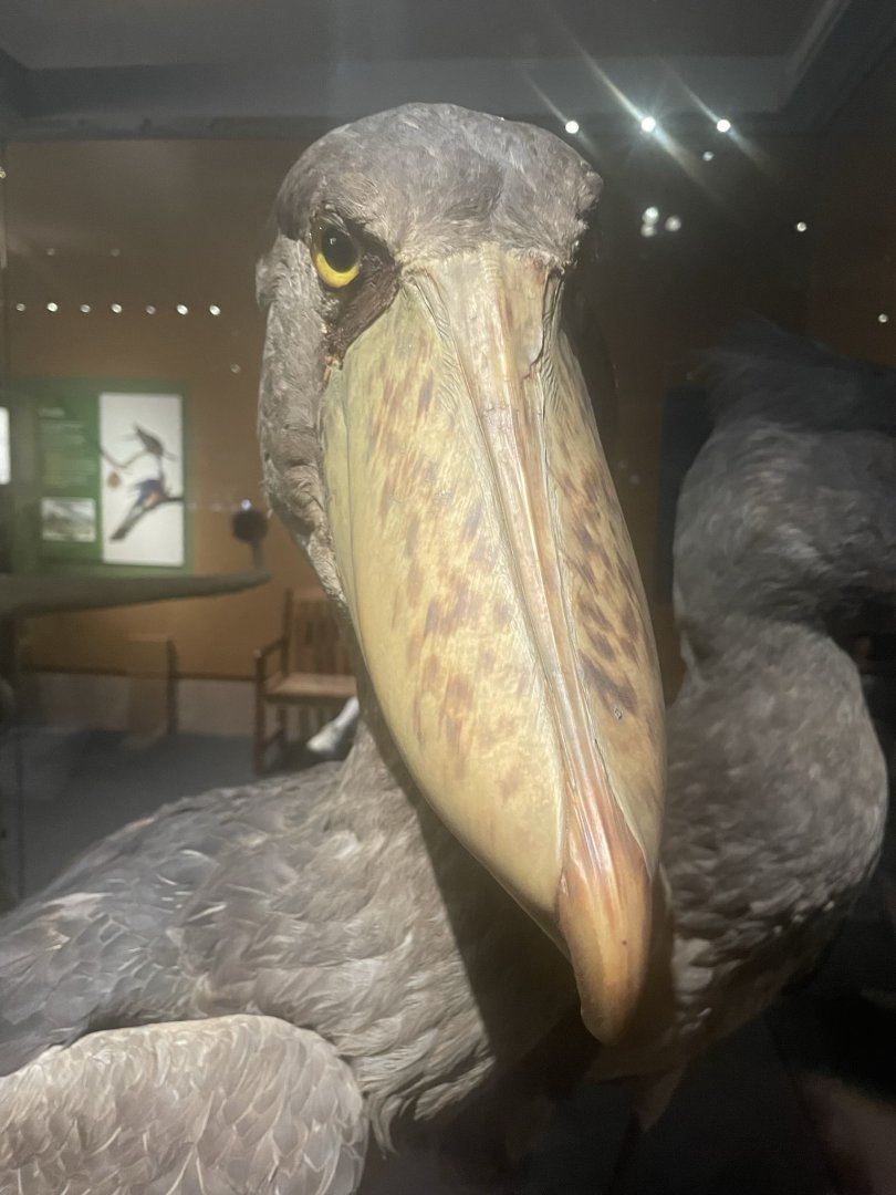 Shoebill
