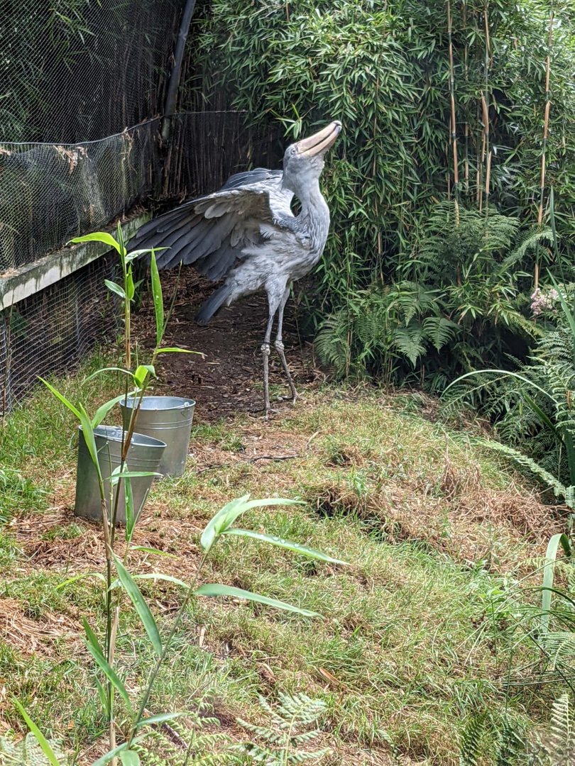 Shoebill